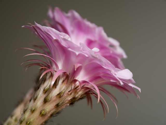 Нежный розовый цветок кактуса крупным планом