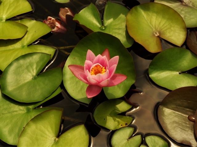 Нежный розовый цветок лотоса с зелеными листьями в воде