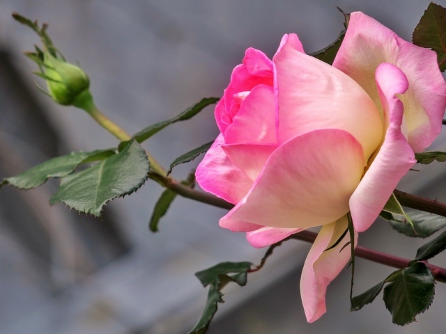 Нежная розовая роза с бутоном крупным планом