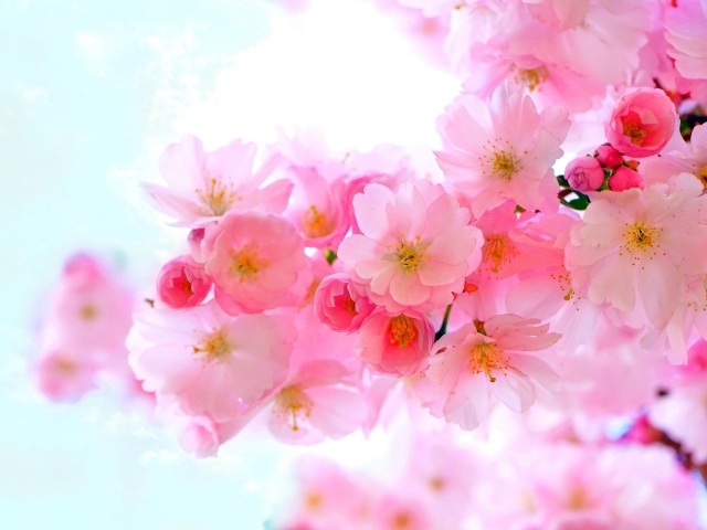 Нежные розовые весенние цветы крупным планом 