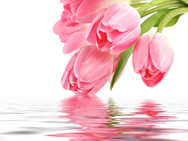 Нежные розовые тюльпаны опускаются в воду на белом фоне
