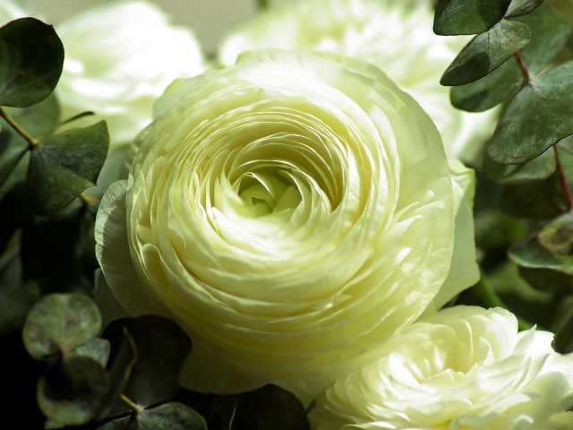 Нежный белый цветок лютика крупным планом