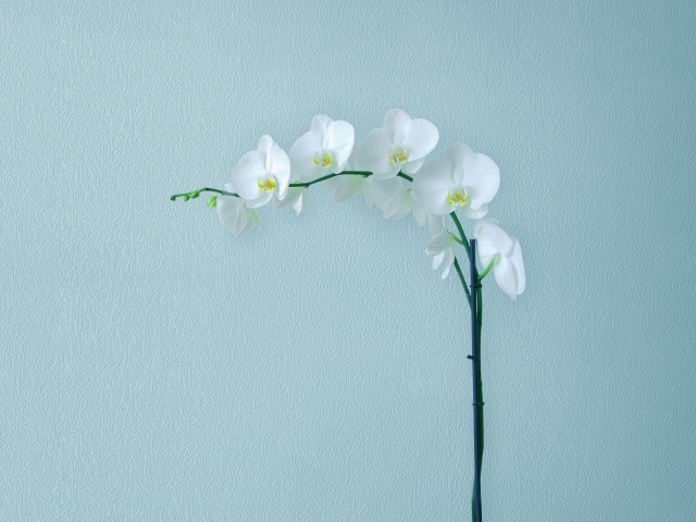 Нежная белая орхидея на сером фоне