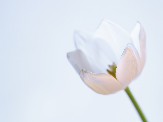 Нежный белый тюльпан на сером фоне
