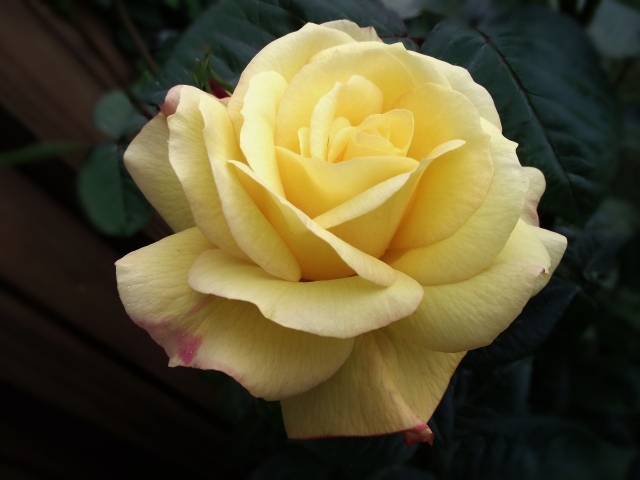 Нежная желтая роза крупным планом