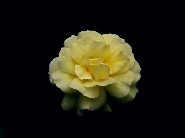 Нежная желтая роза на черном фоне