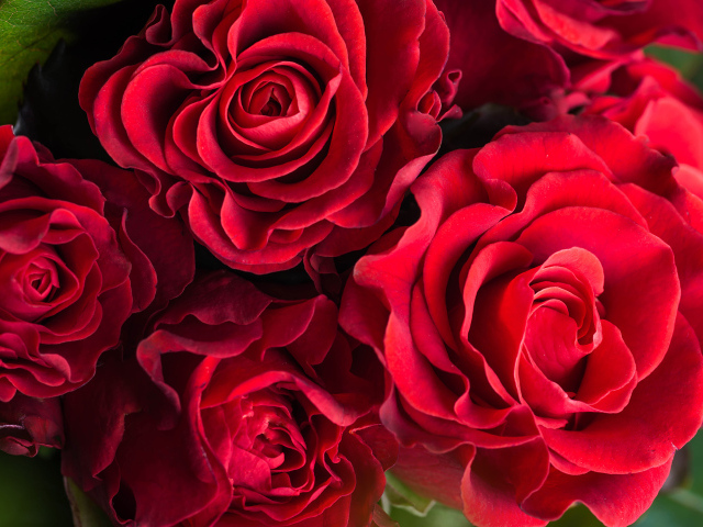 Шикарные красные розы крупным планом