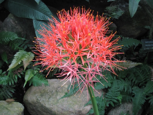 Мелкие розовые цветы папоротника