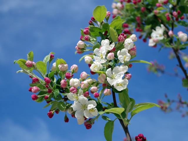 Цветущая весенняя ветка яблони