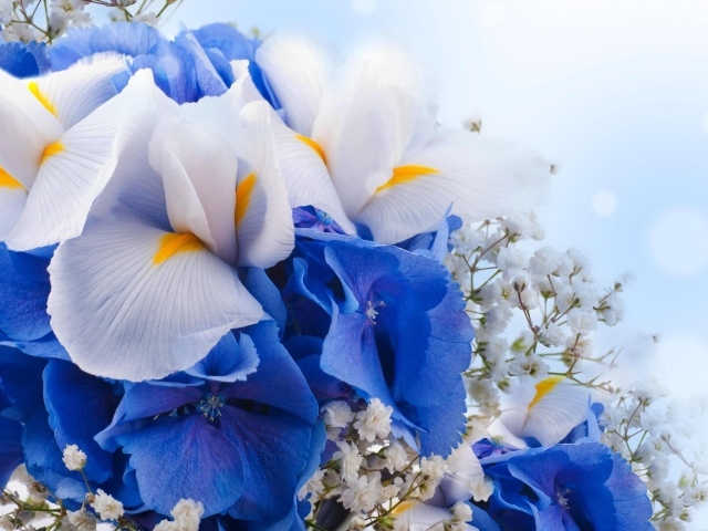 Цветы ириса, гортензии и гипсофилы крупным планом