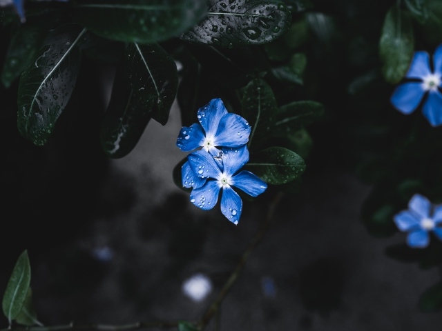 Незабудки в каплях дождя 