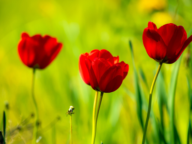Четыре красных тюльпана в лучах солнца 