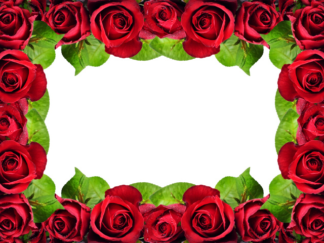 Рамка из красных роз на белом фоне