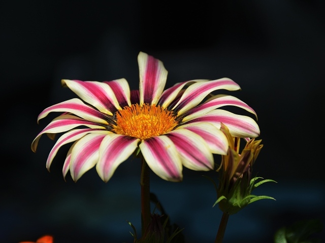 Газания крупным планом на черном фоне