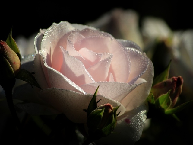 Нежно розовая роза с бутонами в каплях росы