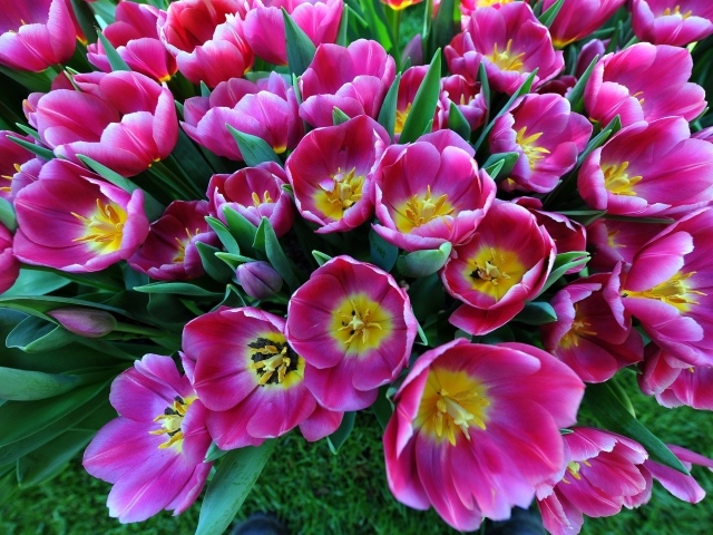 Большой букет розовых тюльпанов, вид сверху