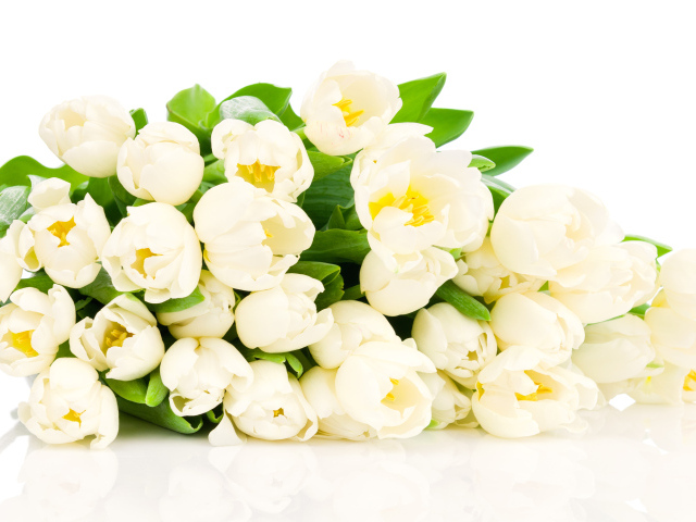Большой букет белых тюльпанов на белом фоне