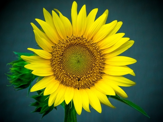 Большой цветок подсолнуха крупным планом