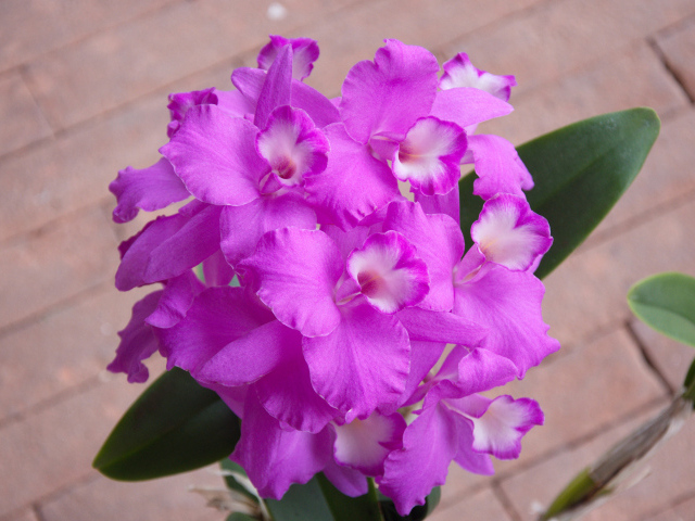 Сиреневые цветы орхидеи крупным планом