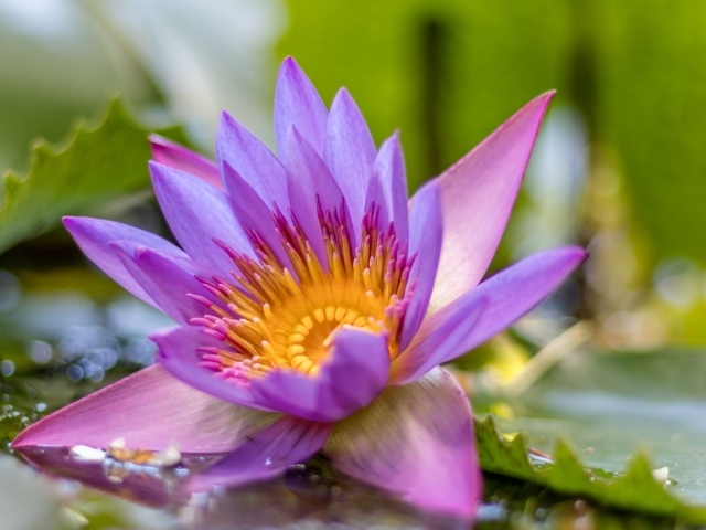 Сиреневый цветок лотоса в воде