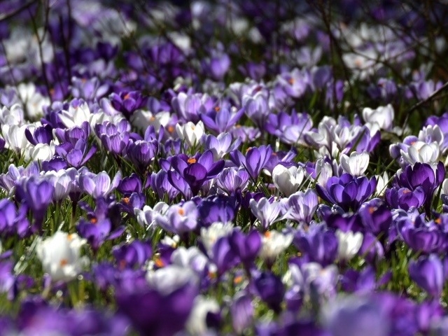 Много красивых разноцветных крокусов