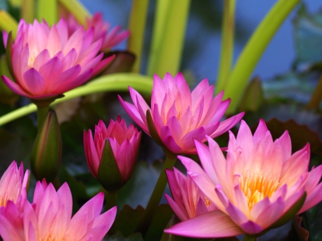 Много розовых цветов лотоса крупным планом