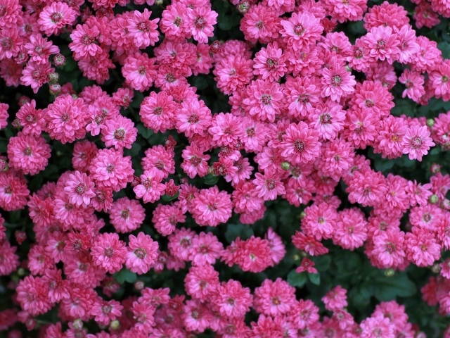 Много маленьких розовых цветов хризантемы