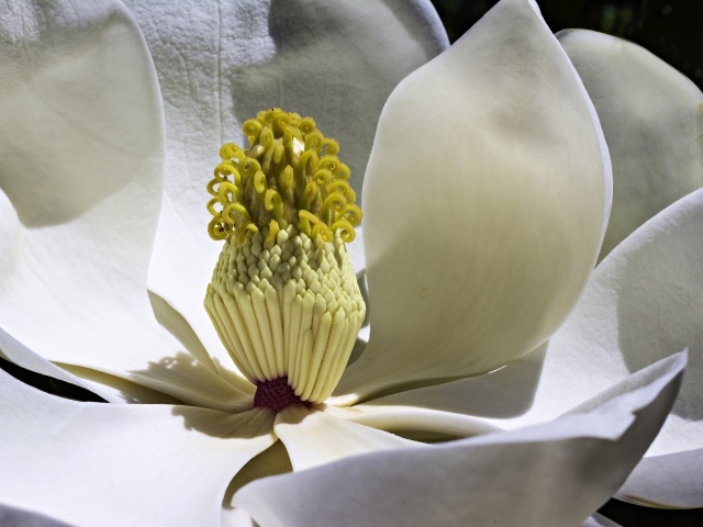 Середина белого цветка магнолии крупным планом