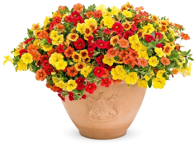 Разноцветные цветы петунии в горшке на белом фоне