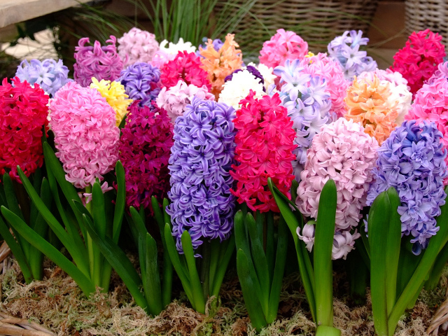 Разноцветные гиацинты крупным планом