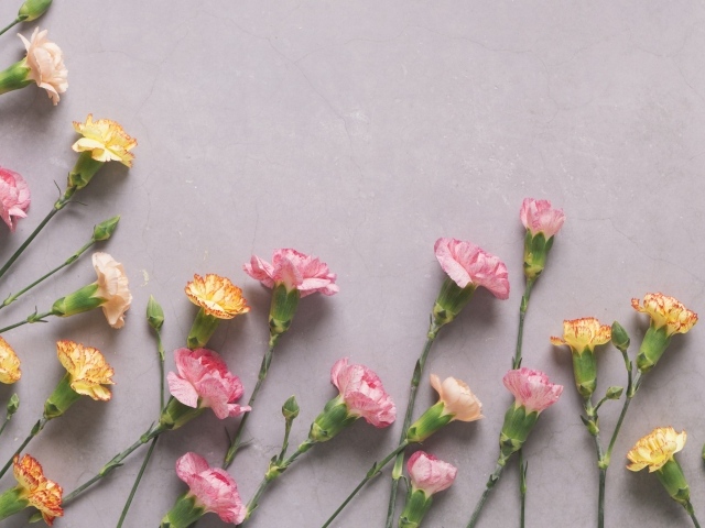 Разноцветные гвоздики на сером фоне