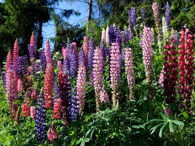 Разноцветные цветы люпина солнечным днем