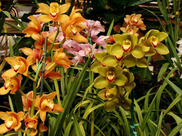 Разноцветные орхидеи в оранжерее