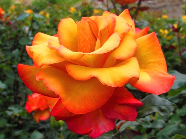 Оранжево - красная роза крупным планом