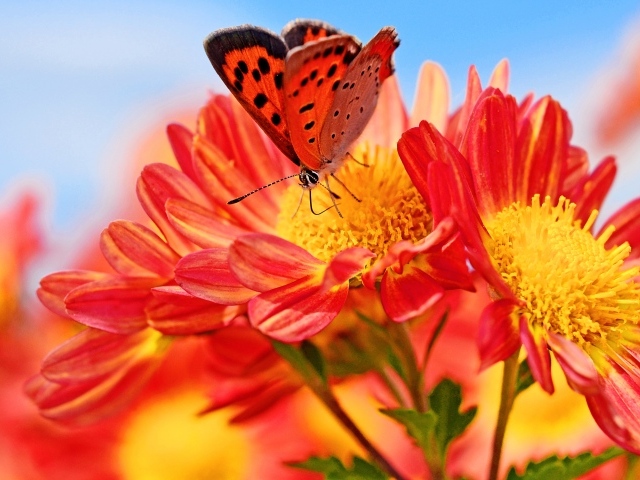 Оранжевые цветы георгина с бабочкой