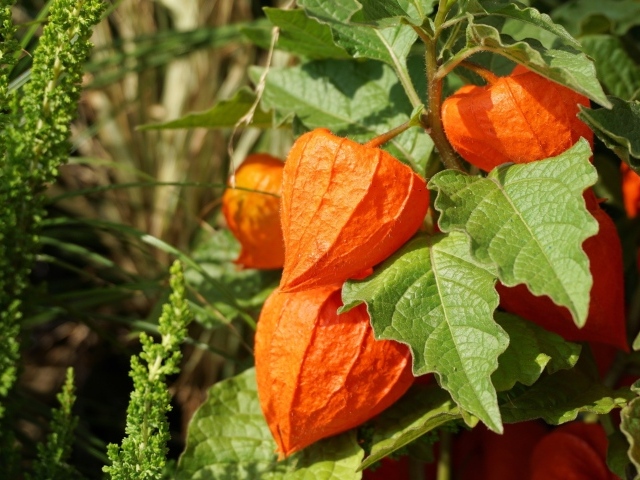 Оранжевые цветы физалиса крупным планом