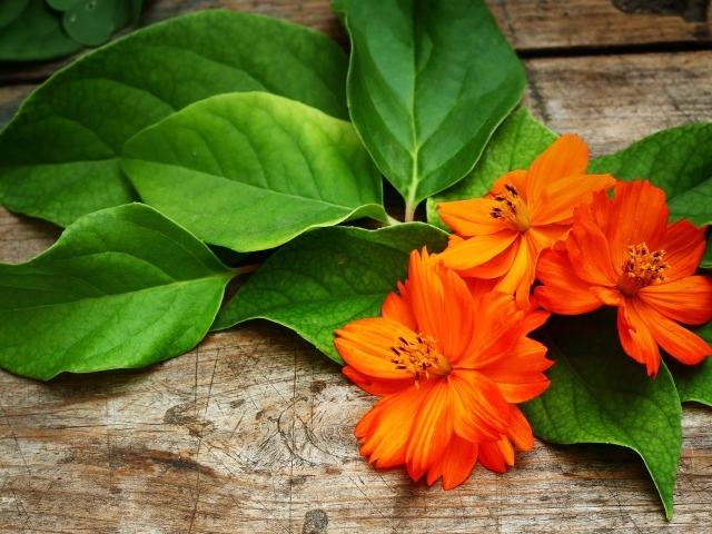 Оранжевые цветы с большими зелеными листьями
