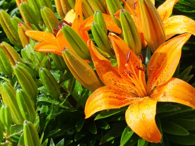 Оранжевые лилии с бутонами в каплях воды