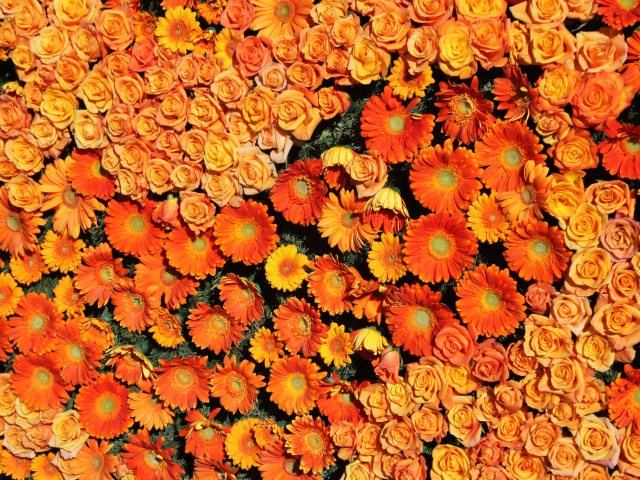 Оранжевые розы и герберы вид сверху