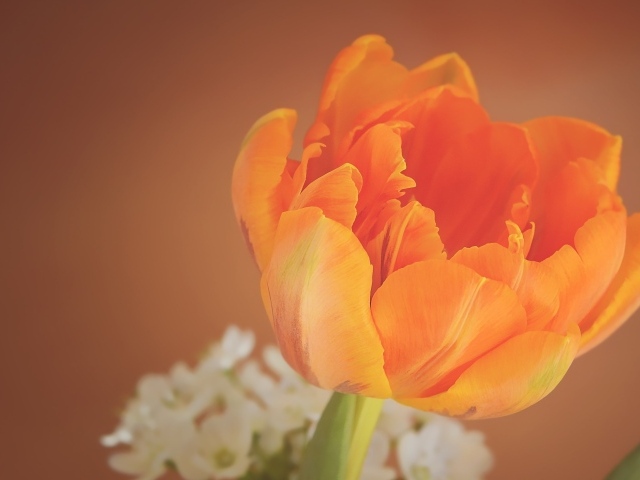 Оранжевый тюльпан крупным планом