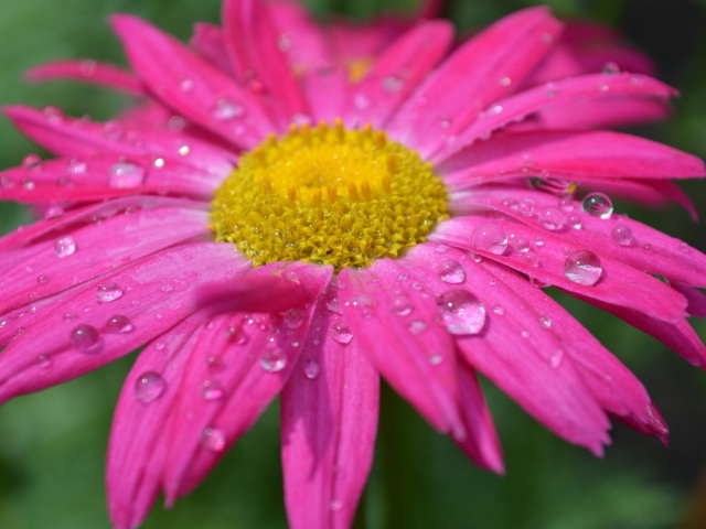 Розовый цветок эхинацеи в каплях дождя