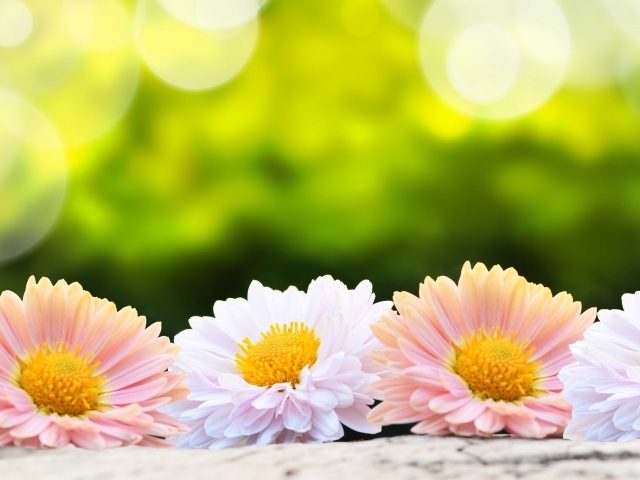 Розовые и белые цветы хризантемы на столе