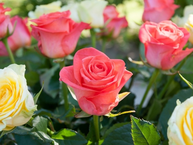 Розовые и желтые розы крупным планом