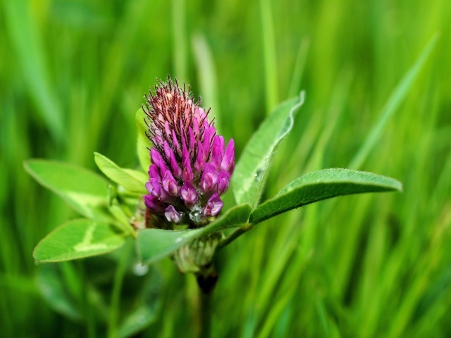 Розовый цветок клевера крупным планом