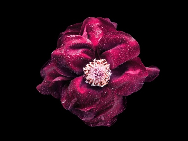 Розовый цветок в каплях росы на черном фоне крупным планом