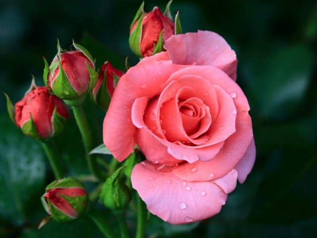 Розовый цветок розы с бутонами в каплях росы