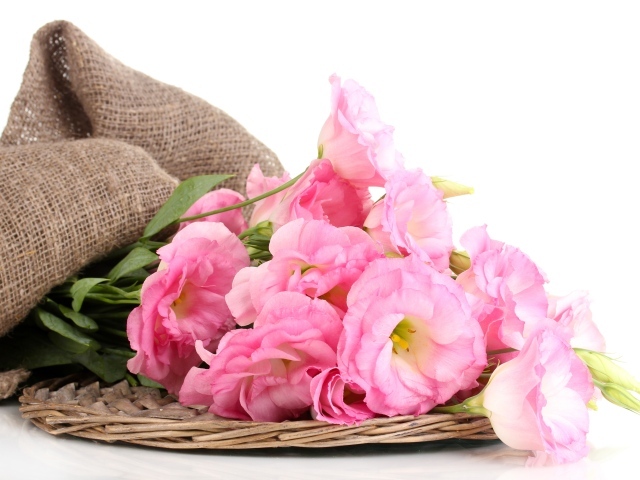 Розовые цветы эустома на белом фоне