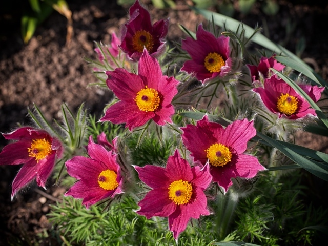 Розовые цветы прострел, вид сверху