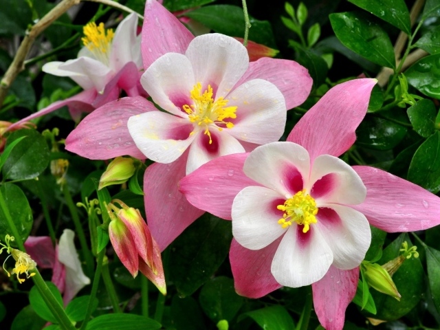 Розовые цветы водосбора крупным планом