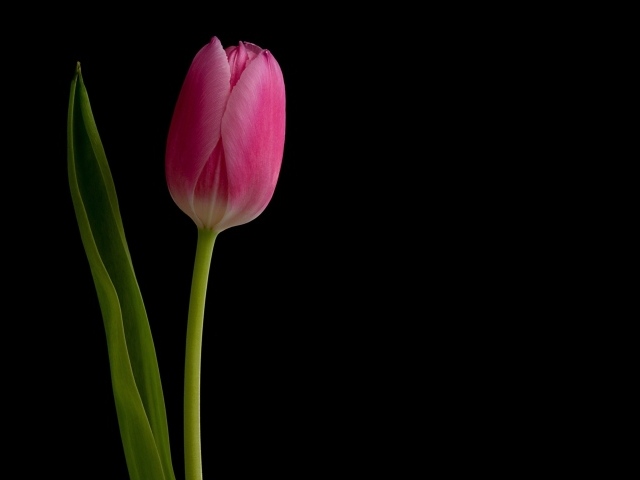 Розовый нежный тюльпан на черном фоне